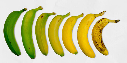 banana lifecycle